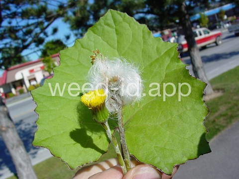 coltsfoot